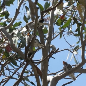 Microeca fascinans at Tharwa, ACT - 1 Nov 2018