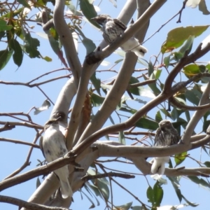 Microeca fascinans at Tharwa, ACT - 1 Nov 2018