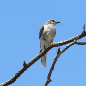 Microeca fascinans at Tharwa, ACT - 1 Nov 2018