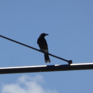 Strepera graculina at Reid, ACT - 10 Nov 2018 09:53 AM