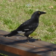 Strepera graculina at Reid, ACT - 10 Nov 2018