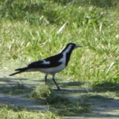 Grallina cyanoleuca (Magpie-lark) at City Renewal Authority Area - 9 Nov 2018 by AndyRussell