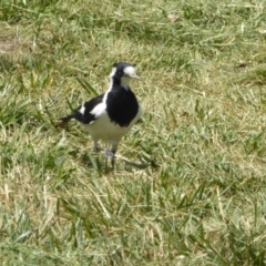 Grallina cyanoleuca at Reid, ACT - 10 Nov 2018 10:03 AM