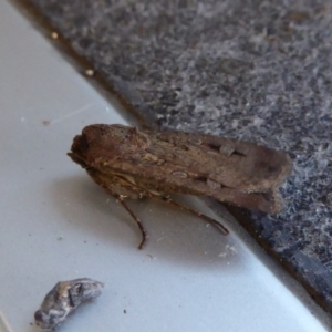 Agrotis infusa at Reid, ACT - 10 Nov 2018