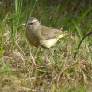 Acanthiza chrysorrhoa at Reid, ACT - 9 Nov 2018