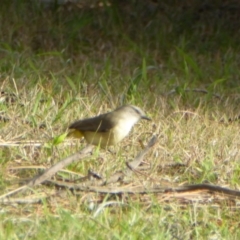 Acanthiza chrysorrhoa at Reid, ACT - 9 Nov 2018 05:06 PM