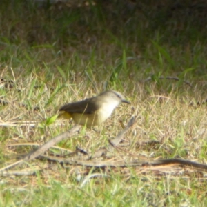 Acanthiza chrysorrhoa at Reid, ACT - 9 Nov 2018