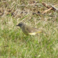 Acanthiza chrysorrhoa at Reid, ACT - 9 Nov 2018