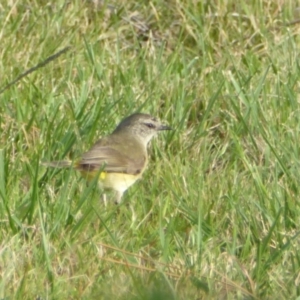 Acanthiza chrysorrhoa at Reid, ACT - 9 Nov 2018