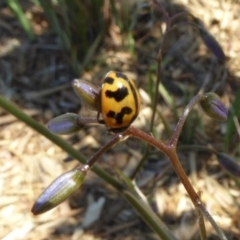 Coccinella transversalis (Transverse Ladybird) at City Renewal Authority Area - 9 Nov 2018 by AndyRussell