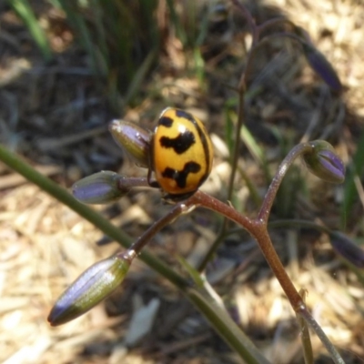 Coccinella transversalis (Transverse Ladybird) at Reid, ACT - 10 Nov 2018 by AndyRussell