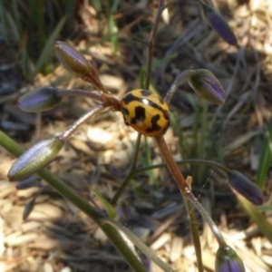 Coccinella transversalis at Reid, ACT - 10 Nov 2018 09:42 AM