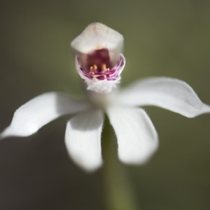 Caladenia alpina at Paddys River, ACT - suppressed