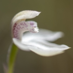 Caladenia alpina at Paddys River, ACT - suppressed