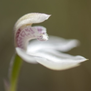 Caladenia alpina at Paddys River, ACT - suppressed