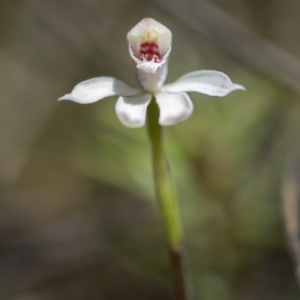 Caladenia alpina at Paddys River, ACT - suppressed