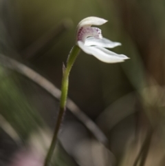 Caladenia alpina at Paddys River, ACT - suppressed