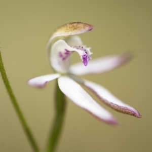 Caladenia moschata at Paddys River, ACT - 9 Nov 2018