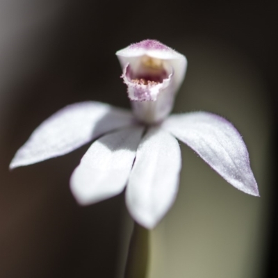 Caladenia alpina (Mountain Caps) at Paddys River, ACT - 9 Nov 2018 by GlenRyan