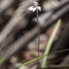 Caladenia alpina at Paddys River, ACT - 9 Nov 2018