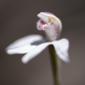 Caladenia alpina at Paddys River, ACT - 9 Nov 2018