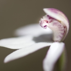 Caladenia alpina at Paddys River, ACT - 9 Nov 2018