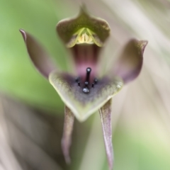 Chiloglottis valida (Large Bird Orchid) at Paddys River, ACT - 9 Nov 2018 by GlenRyan