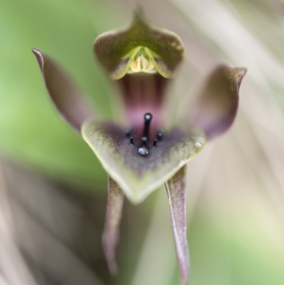 Chiloglottis valida (Large Bird Orchid) at Paddys River, ACT - 9 Nov 2018 by GlenRyan
