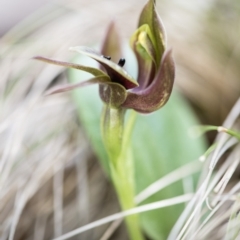 Chiloglottis valida at Paddys River, ACT - suppressed