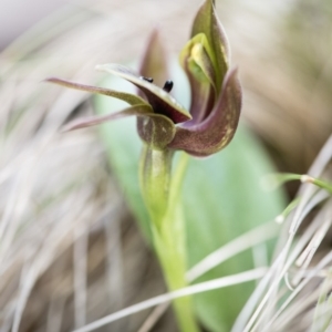 Chiloglottis valida at Paddys River, ACT - 9 Nov 2018