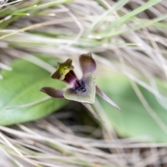 Chiloglottis valida at Paddys River, ACT - suppressed