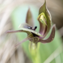 Chiloglottis valida at Paddys River, ACT - suppressed