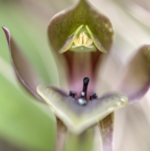 Chiloglottis valida at Paddys River, ACT - suppressed