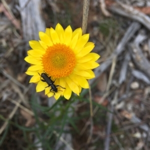 Xerochrysum viscosum at Hughes, ACT - 10 Nov 2018