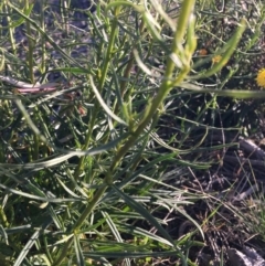 Xerochrysum viscosum at Hughes, ACT - 10 Nov 2018