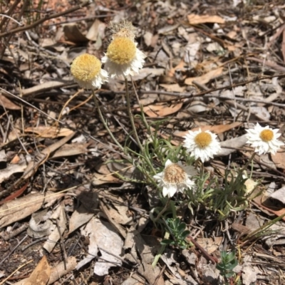 Leucochrysum albicans subsp. tricolor (Hoary Sunray) at Hughes, ACT - 10 Nov 2018 by KL