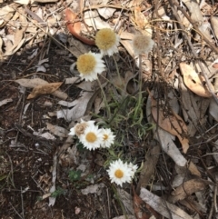 Leucochrysum albicans subsp. tricolor at Hughes, ACT - 10 Nov 2018