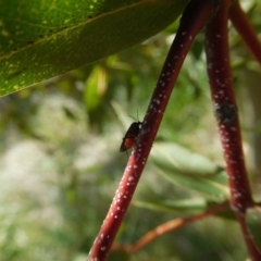 Sciaridae sp. (family) at Fyshwick, ACT - 10 Nov 2018 08:43 AM