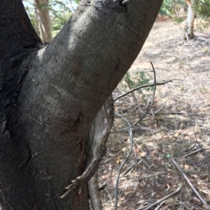 Pogona barbata at Hughes, ACT - 10 Nov 2018