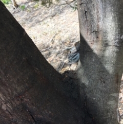 Pogona barbata at Hughes, ACT - suppressed