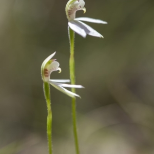 Caladenia carnea at Paddys River, ACT - 9 Nov 2018