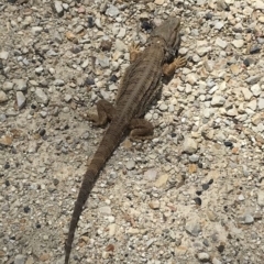 Pogona barbata (Eastern Bearded Dragon) at Bungendore, NSW - 10 Nov 2018 by yellowboxwoodland