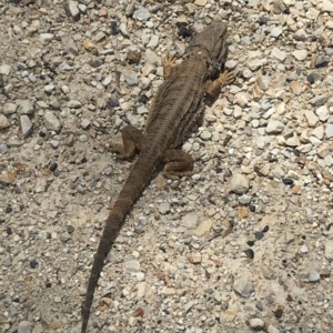 Pogona barbata at Bungendore, NSW - suppressed