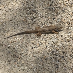 Pogona barbata at Bungendore, NSW - suppressed