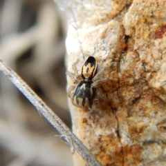 Maratus purcellae (Purcell's peacock spider) at Mount Painter - 10 Nov 2018 by CathB