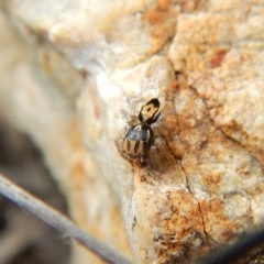 Maratus purcellae at Cook, ACT - suppressed