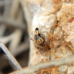 Maratus purcellae at Cook, ACT - 10 Nov 2018