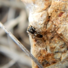 Maratus purcellae at Cook, ACT - suppressed