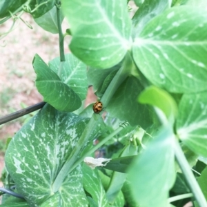 Coccinella transversalis at Hughes, ACT - 24 Oct 2018