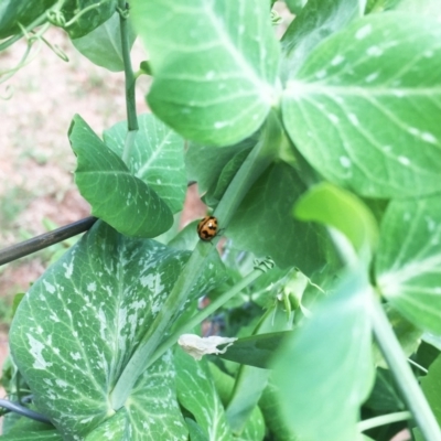 Coccinella transversalis (Transverse Ladybird) at Hughes, ACT - 24 Oct 2018 by ruthkerruish